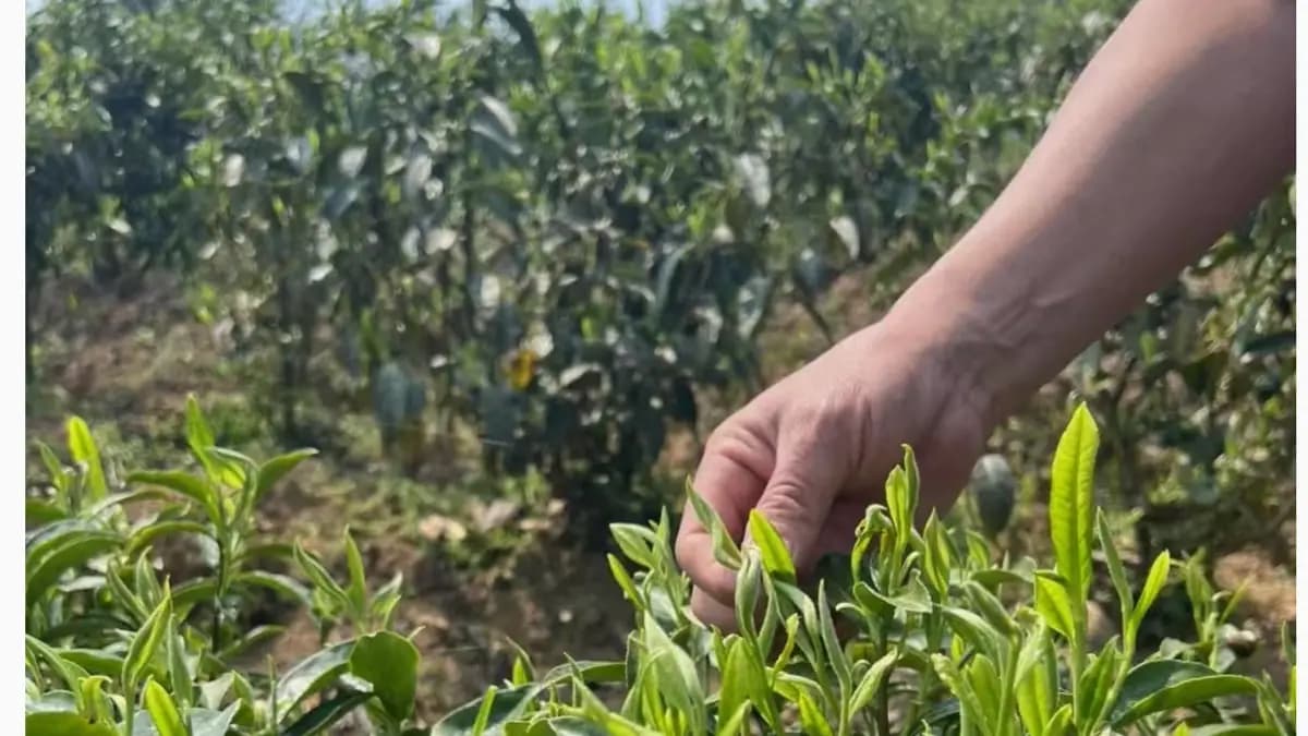 Traceability from the garden through to the export carton
