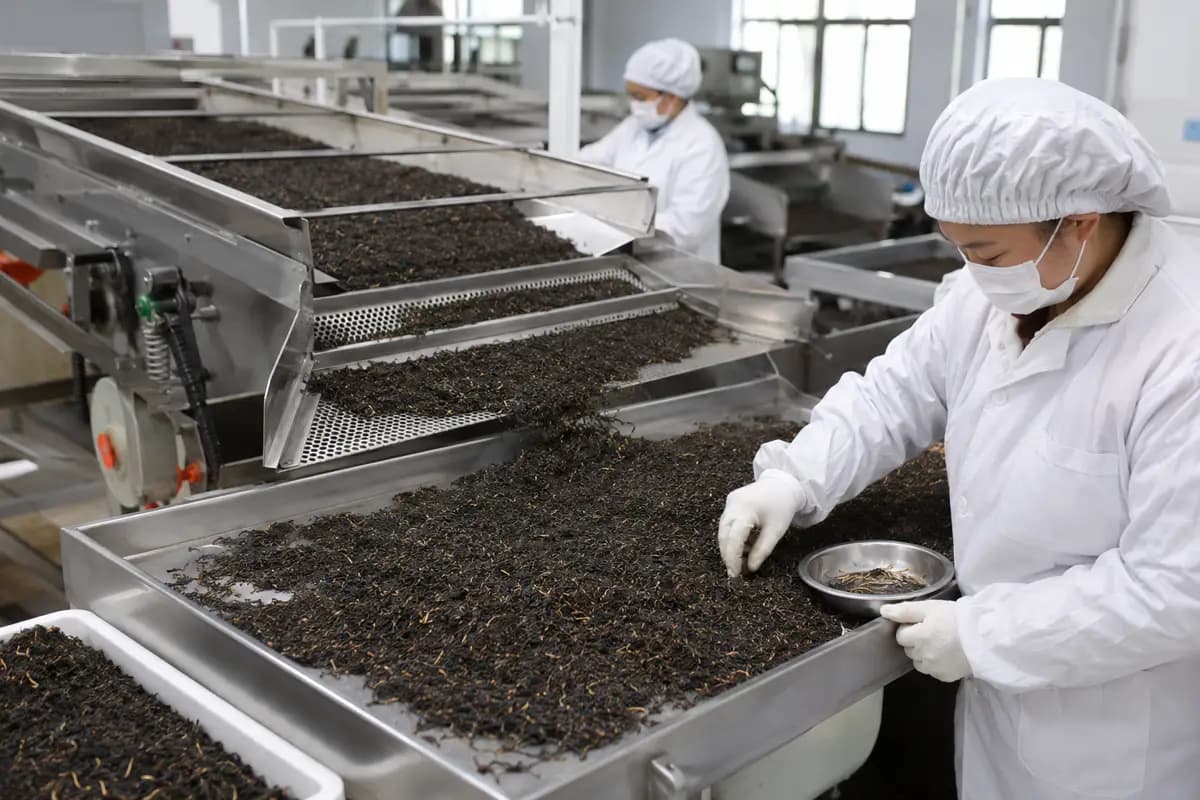 Dried black tea being screened and hand sorted