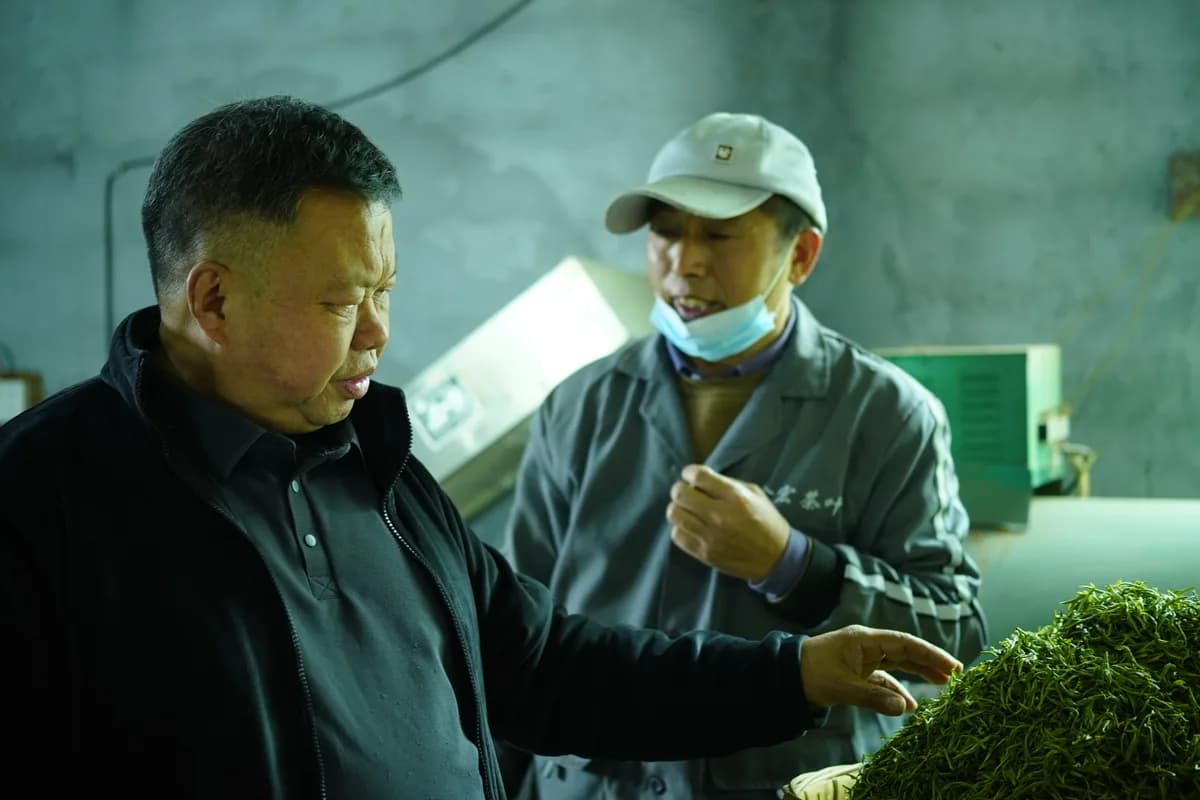Founder and tea maker inspecting a batch of fresh leaf on the processing line