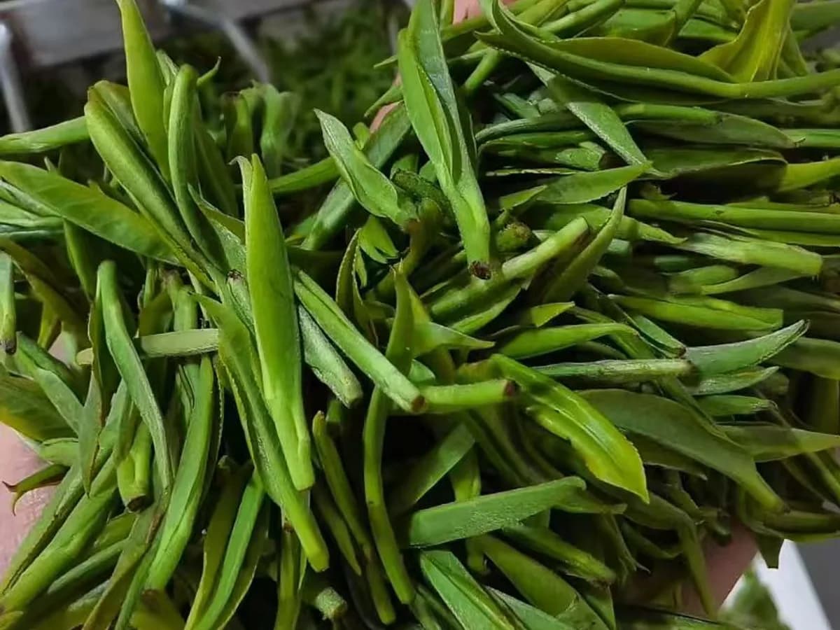 Freshly plucked pre-Qingming shoots collected during the spring flush