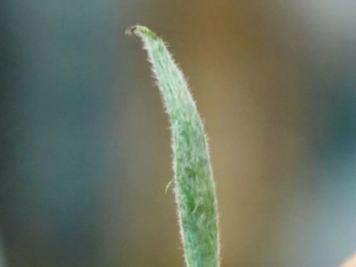 Single fresh shoot in macro, showing the dense white down on the bud