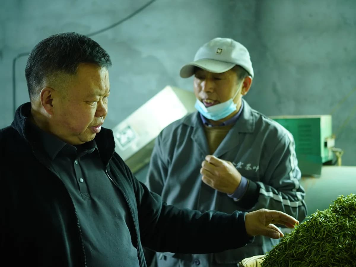 Our founder examining fresh leaf with a tea maker in the processing workshop