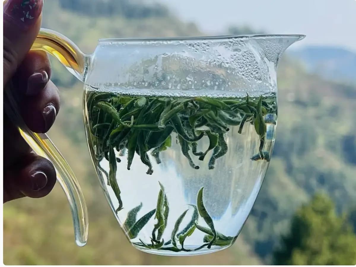Xiangxi green tea leaves steeping in a glass pitcher against the tea gardens