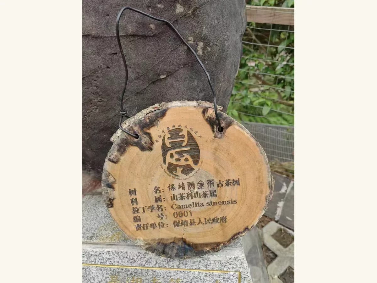 Wooden plaque marking ancient Baojing Golden Tea tree No. 0001 under the China Nationally Important Agricultural Heritage System