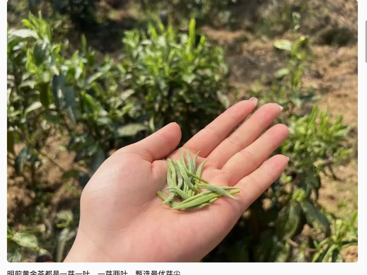 Fresh tea shoots showing the one-bud-one-leaf plucking standard