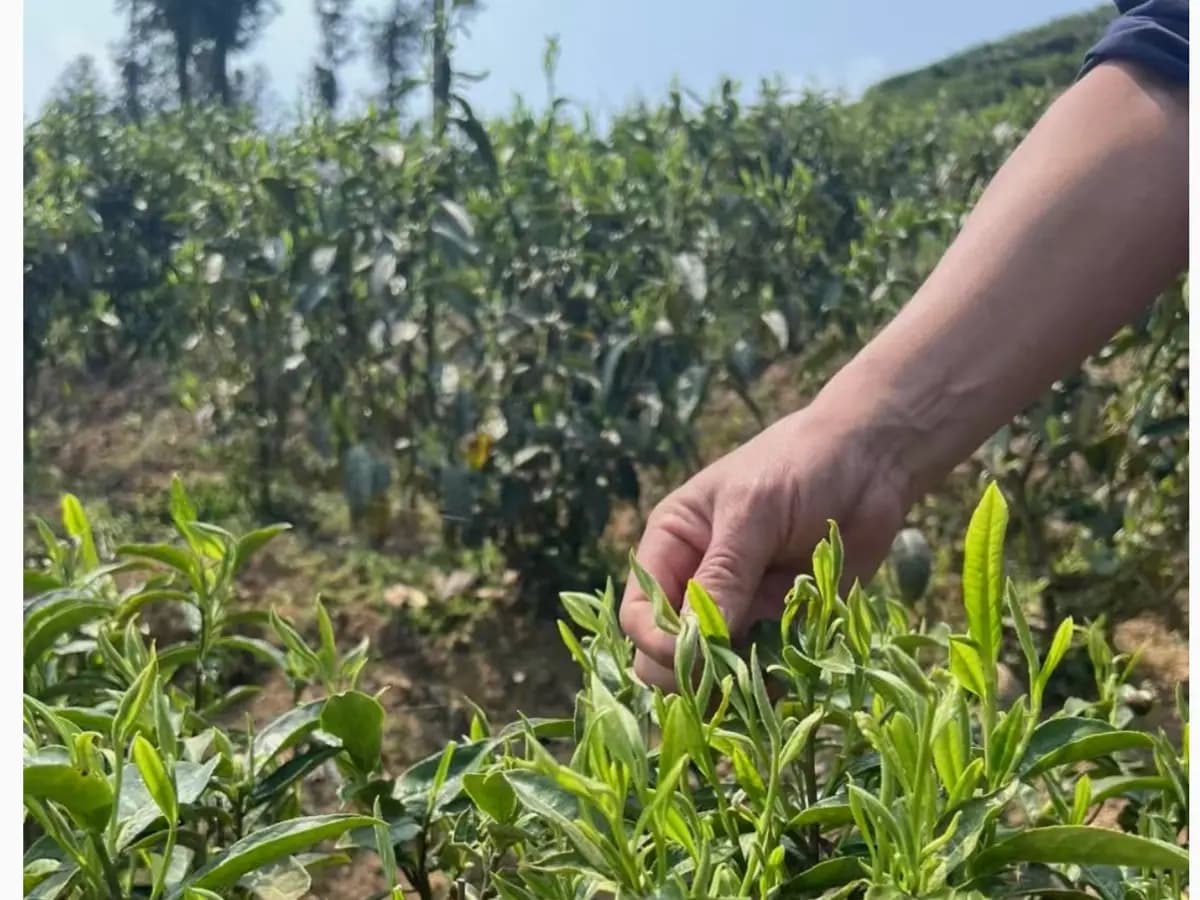 Tea leaves being hand-picked in a Jishou mountain garden