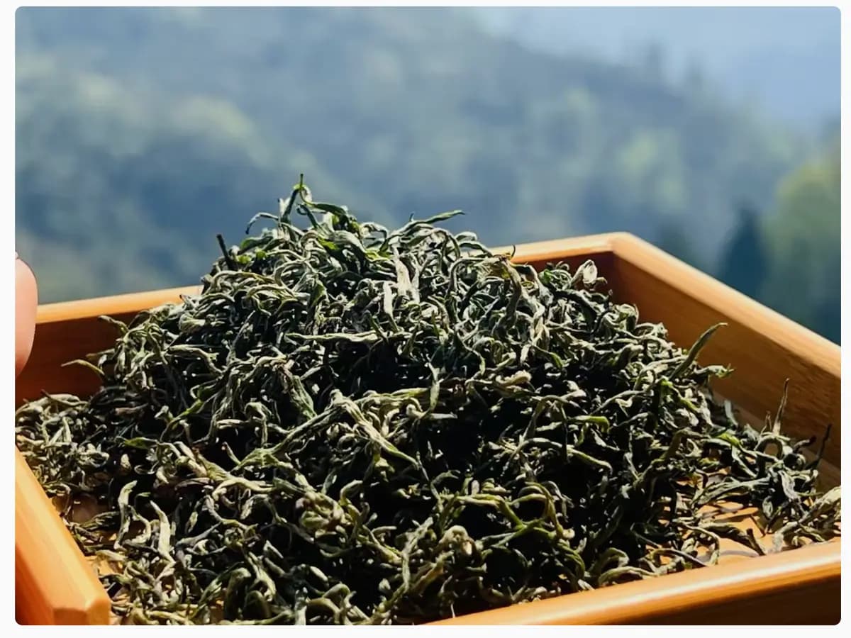 Huangjincha No.1 dry green tea leaves